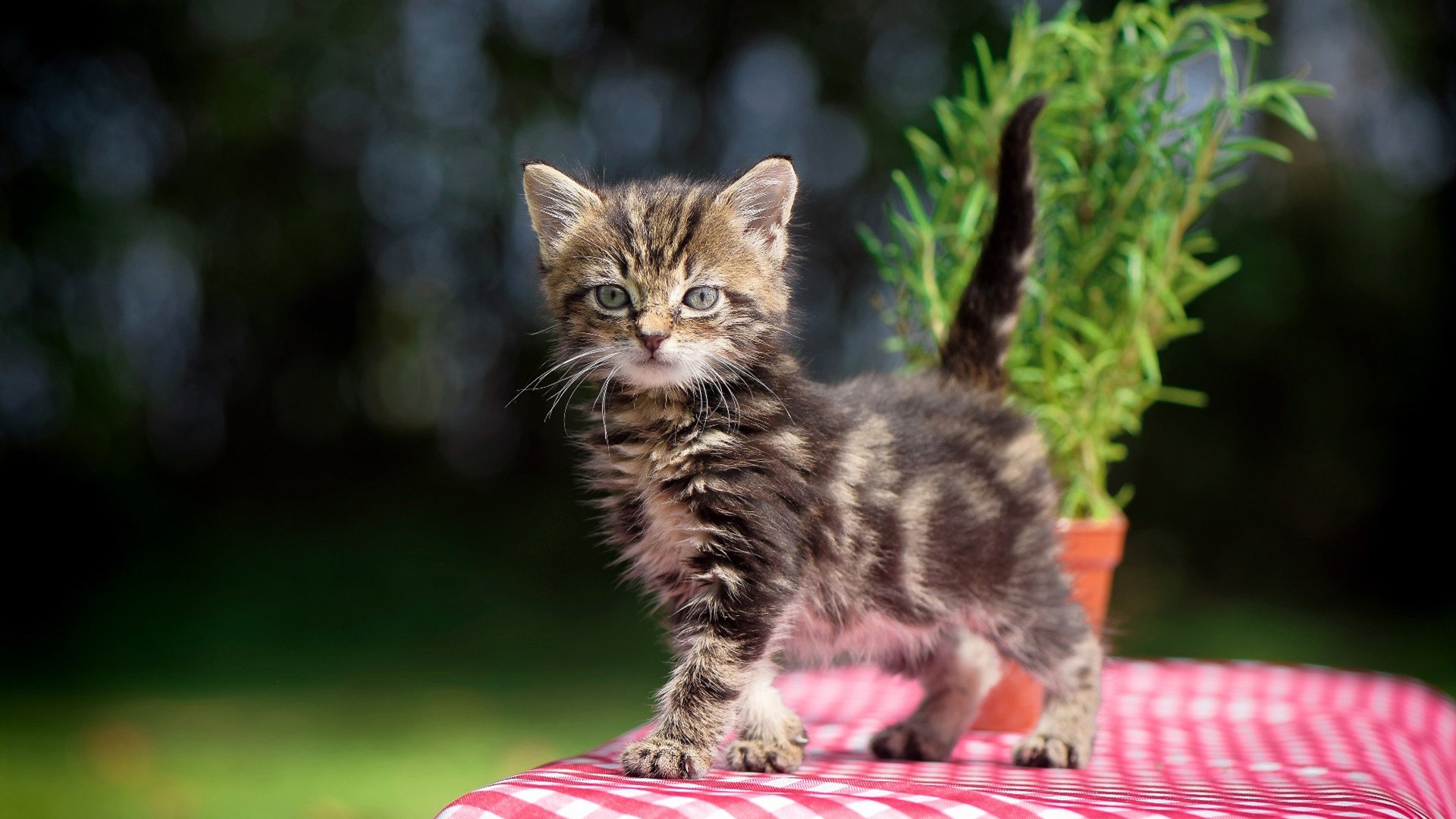 下载乐鱼体育APP-谢震业夺得亚洲百米飞人称号，谢震业百米分段数据