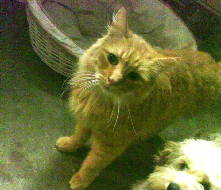 “Cole Palmer双响建功，João Pedro锁定胜局”