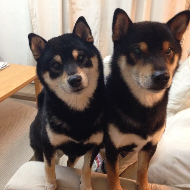 中国冰球青年队赴海外拉练提升实战经验,中国冰球首次通过选拔营