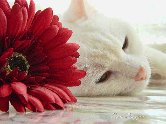 人工智能助力乒乓球战术模拟训练，人工智能乒乓球机器人