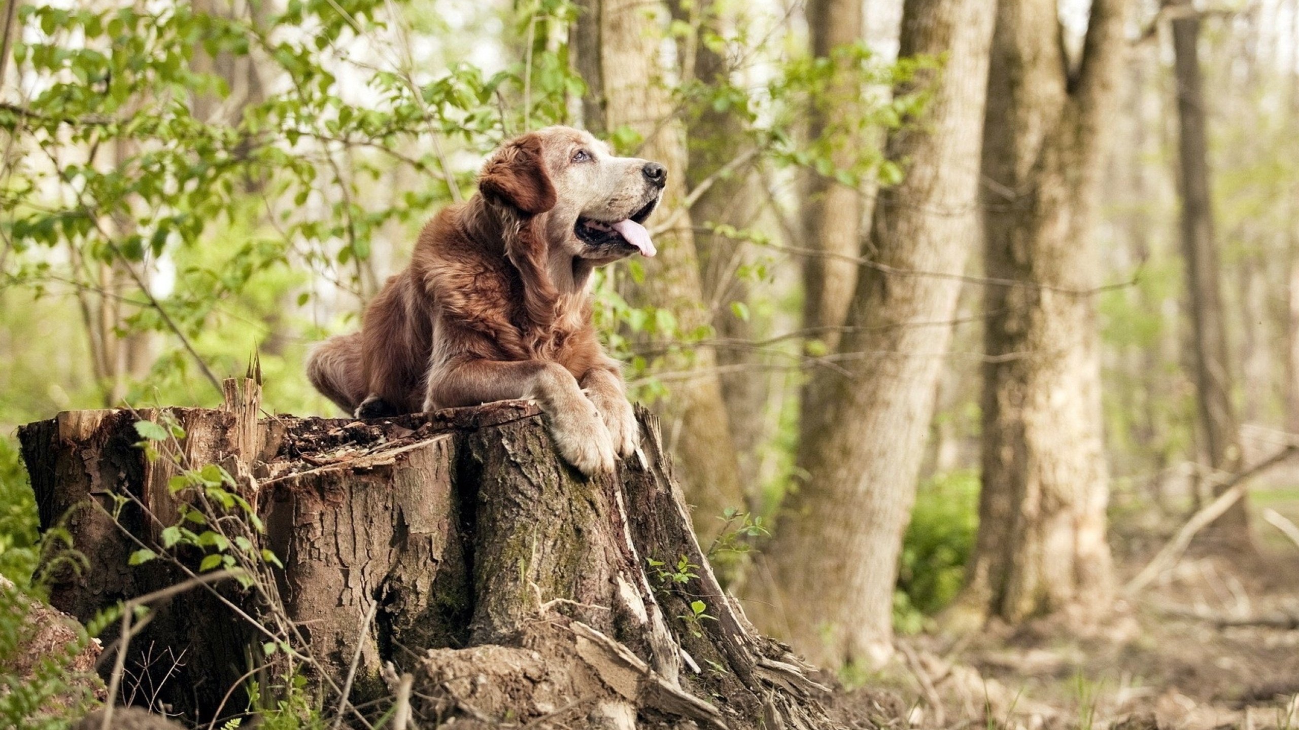人工智能助力乒乓球战术模拟训练，人工智能乒乓球机器人