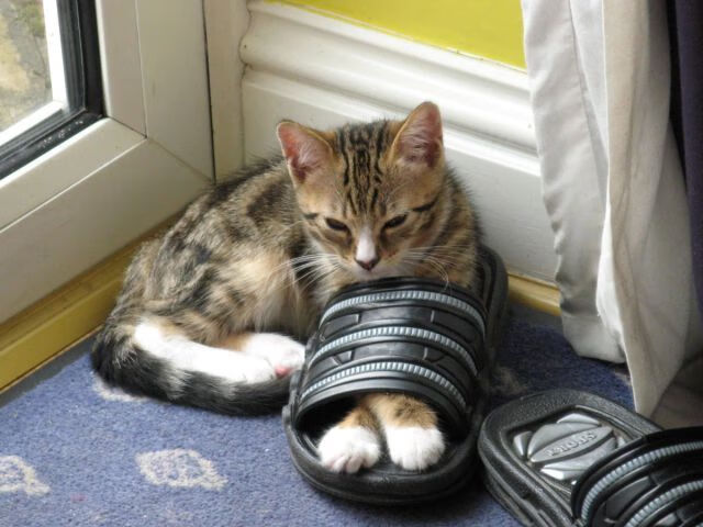 外援角色定义模糊削弱团队协作