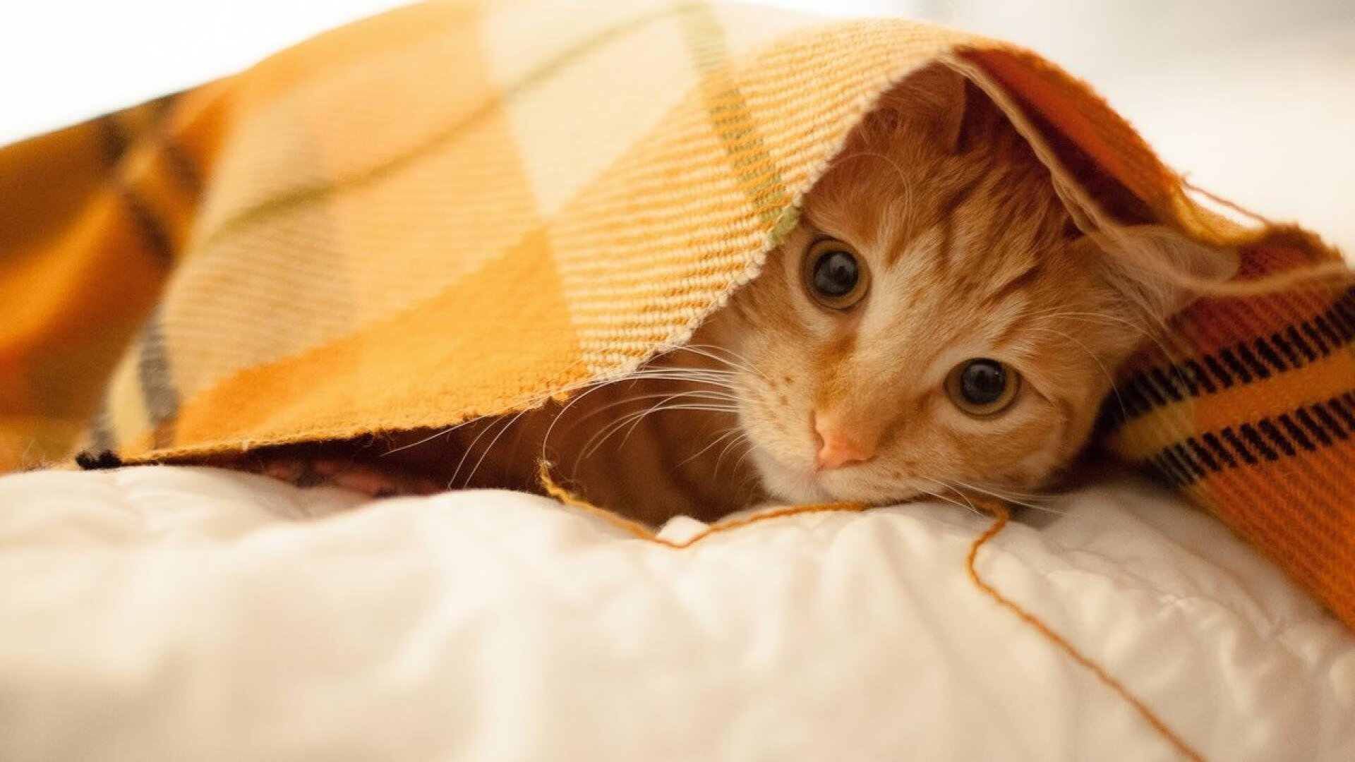 青年联赛火热进行 新星崭露头角，青年联赛篮球