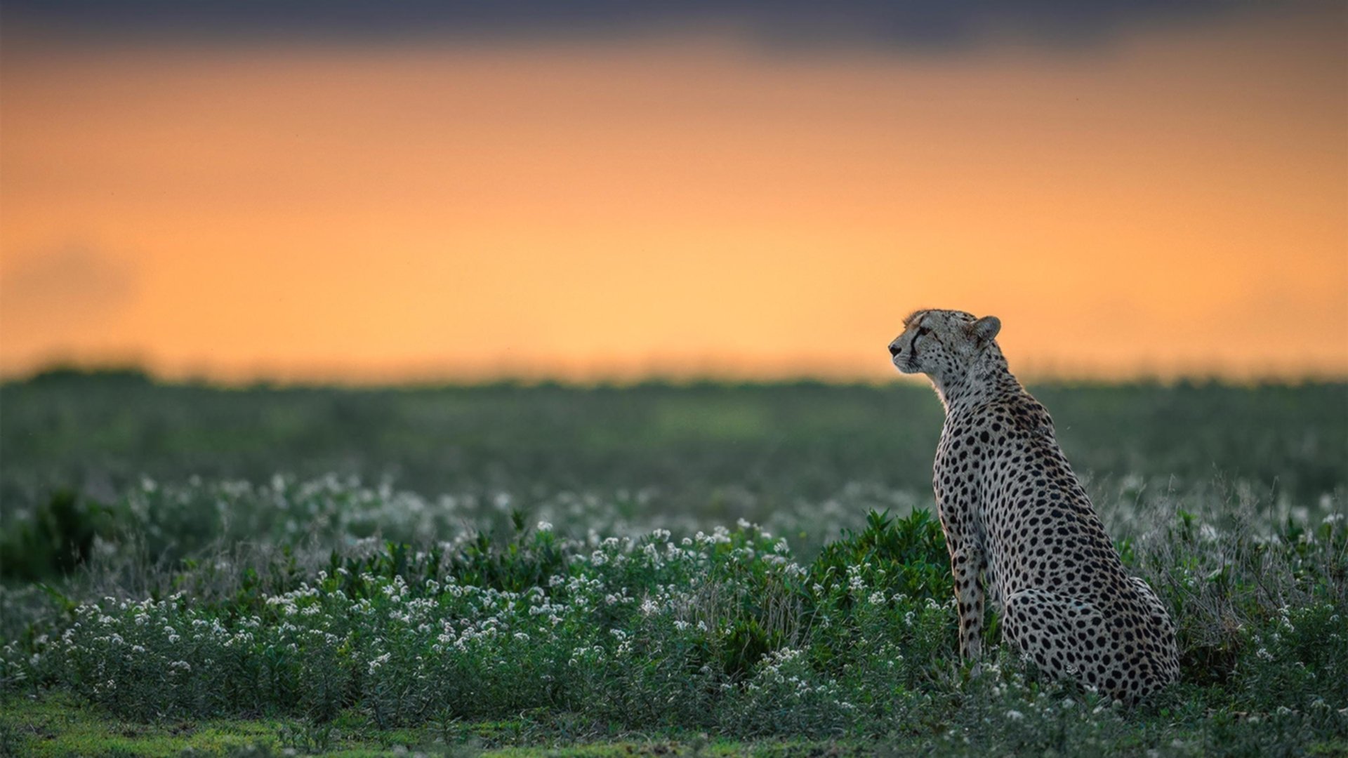 LEYU SPORTS中国官方网站-世界杯激烈抢分：每一场都令人心跳加速，世界杯激动人心时刻