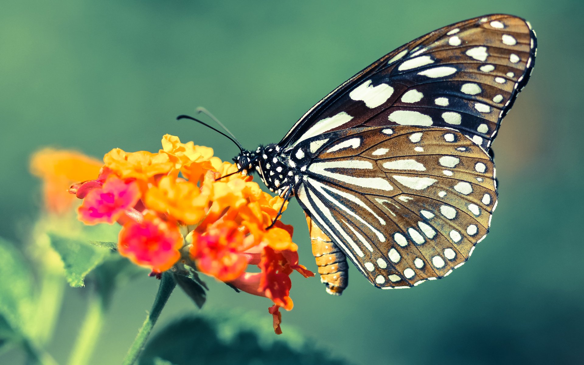 乐鱼体育App下载-世界杯赛程调整与影响分析，世界杯最新赛制