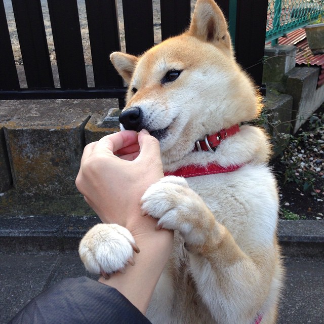 体育新闻中心发布全球体育界重大事件回顾专辑，世界十大体育事件