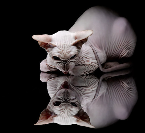 leyu乐鱼在线登录入口-塞尔维亚女篮在欧洲比赛中强势崛起，迈向奥运