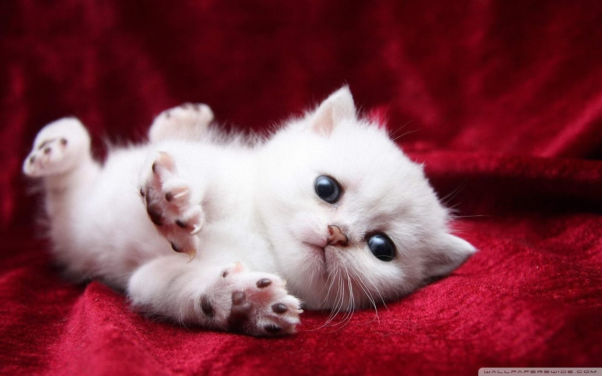 尼日利亚女篮在非洲锦标赛中连续夺冠，全面崛起！，尼日利亚女篮怎么样