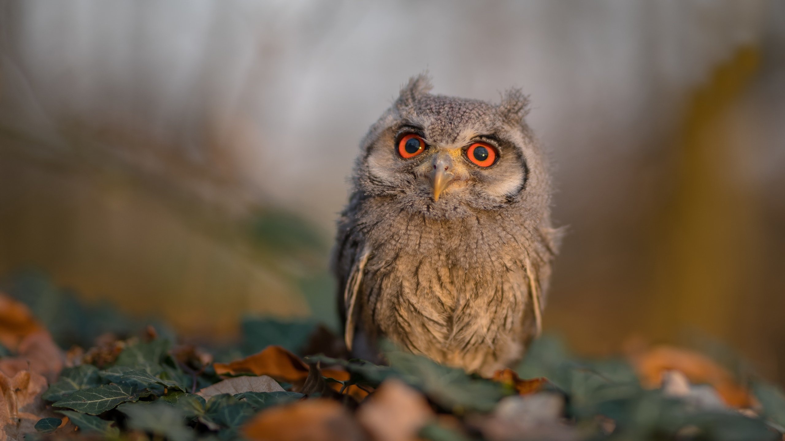 LeyuSports-巴雷特：作为全黑队的战略支柱，他的脚法和组织能力让对方防不胜防