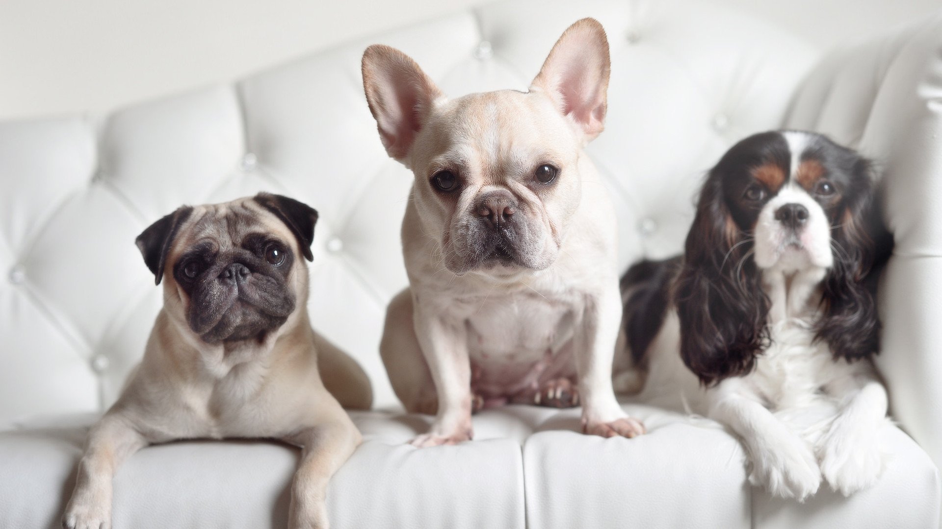 德甲战局骤变：精彩瞬间激燃全场！，德甲揭幕战