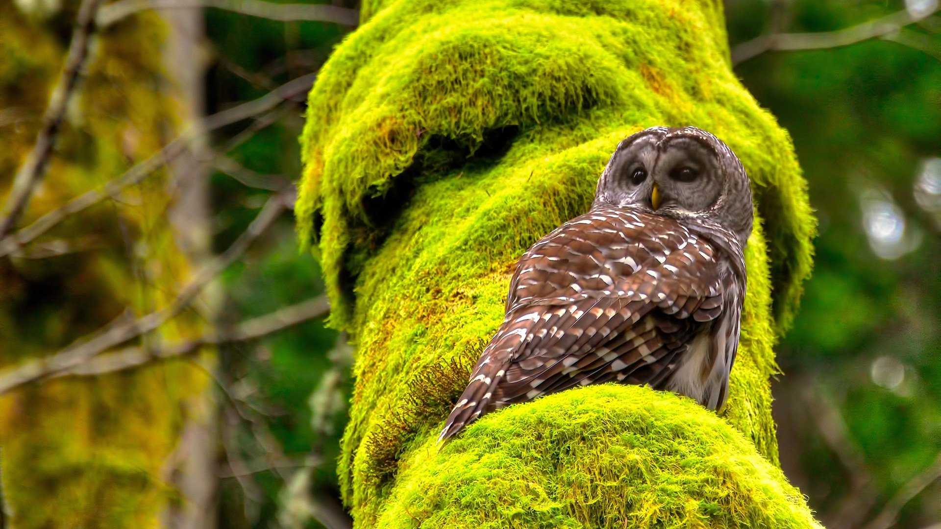戴维·帕特森的强势发挥，让袋鼠队稳居比赛控制权，帕特里克·戴维森