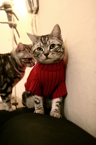 职业联赛推动数据透明化平台提供媒体使用接口