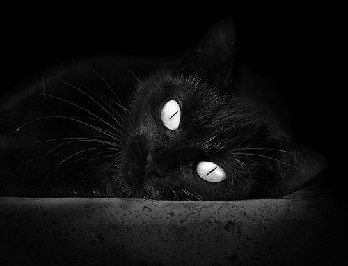 乐鱼电竞在线平台-袋鼠队中场球员的突破能力强，能有效带动全队进攻，袋鼠battle