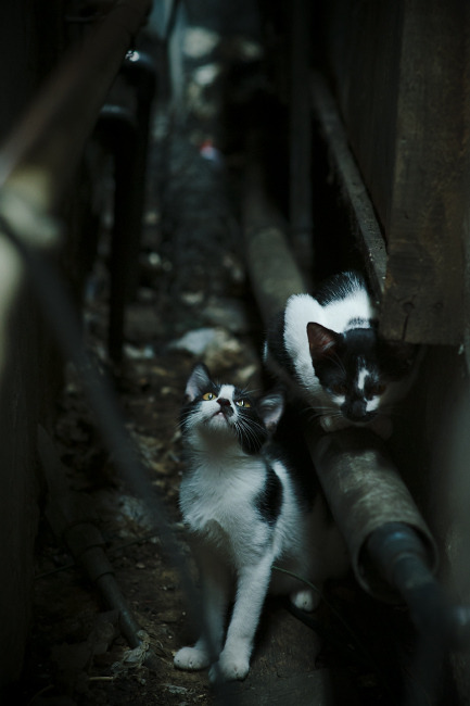 leyu乐鱼-西甲球场上的巅峰竞技：瞬间引爆全场沸腾，西甲球赛